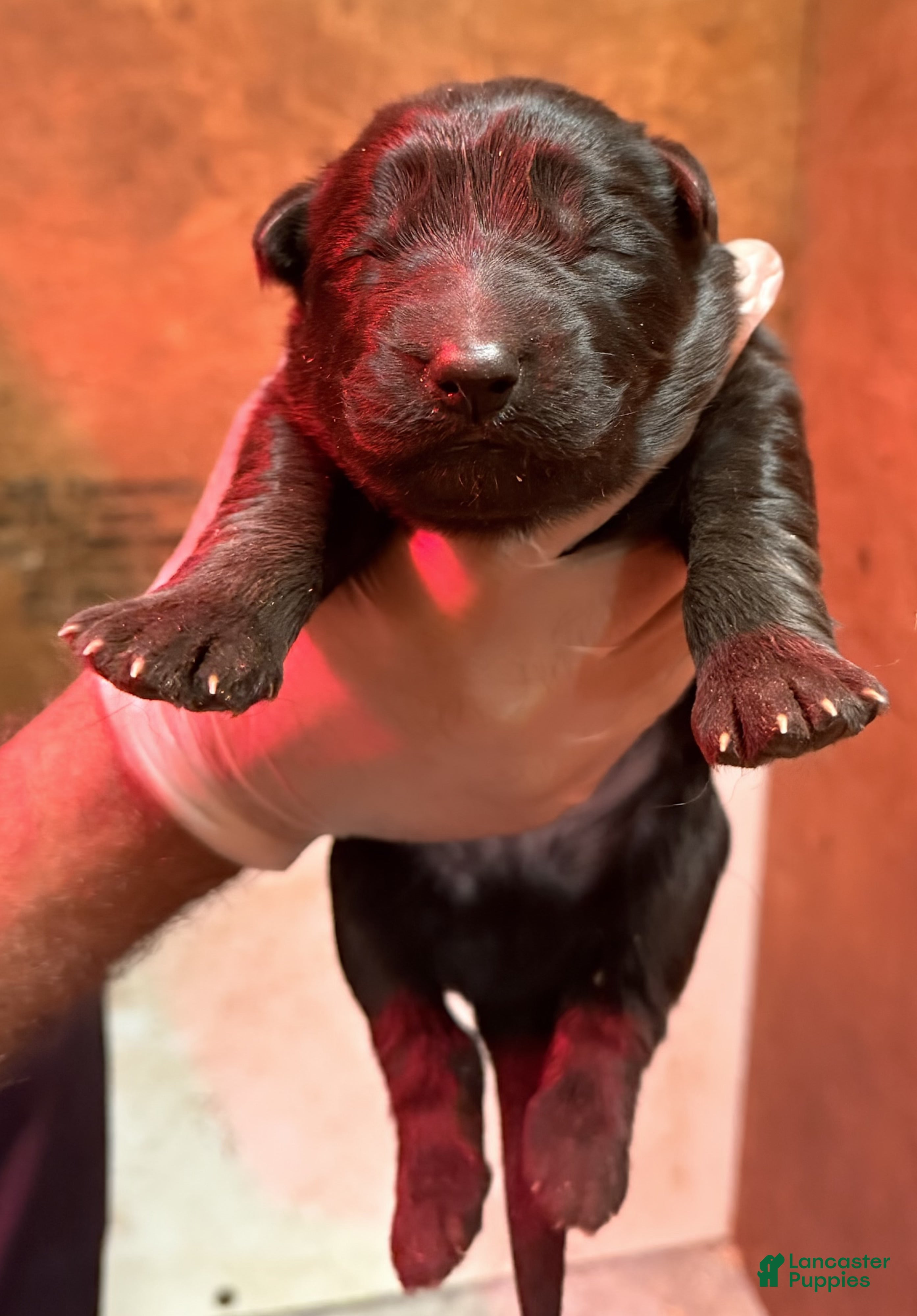 German Shepherd dogs for sale: Male  1 - Ad 4