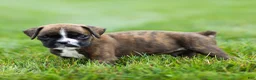 Boxer dogs for sale: Lester Boxer Puppy  - Ad 8