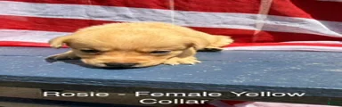 Labrador Retriever Female 4