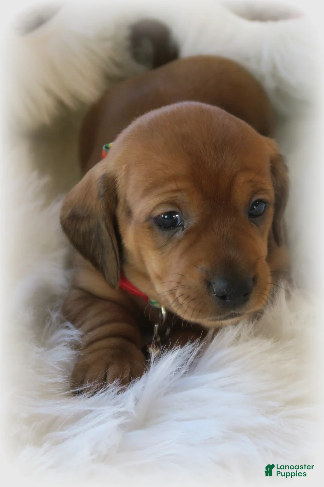 Dachshund dogs for sale: Finn - Ad 4