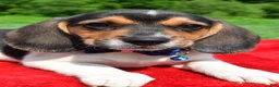 Beagle dogs for sale: Houston - Ad 5