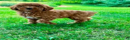 Miniature Poodle dogs for sale: Starla  - Ad 5