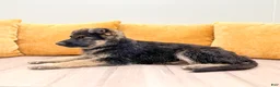 German Shepherd dogs for sale: Carmen - Ad 4