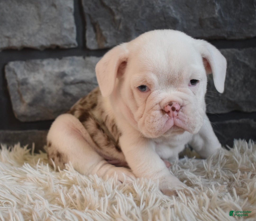 Mixed Breed dogs for sale: Bentley  - Ad 3