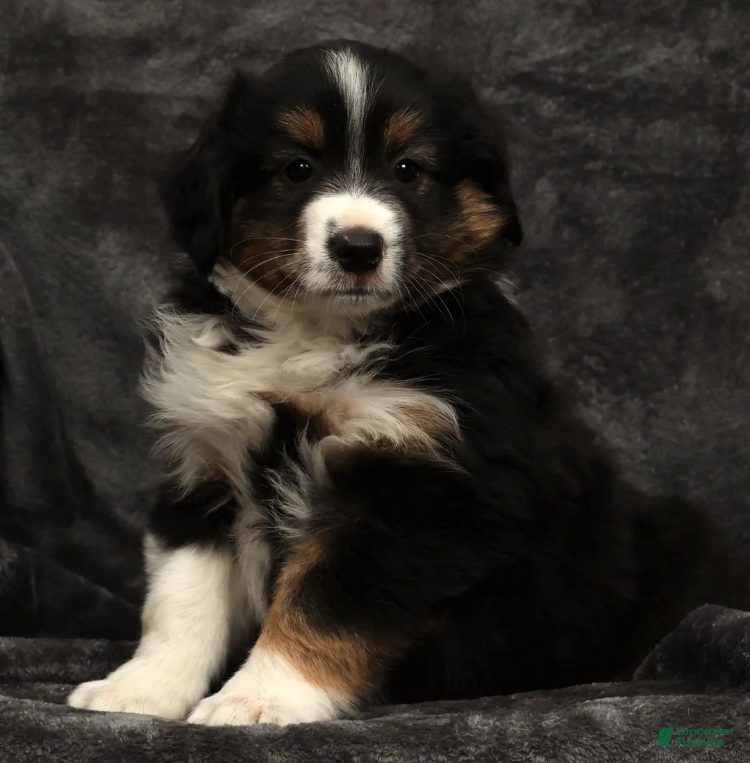 Miniature Australian Shepherd dogs for sale: Sparky - Ad 6