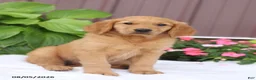 Golden Retriever dogs for sale: Tom - Ad 4