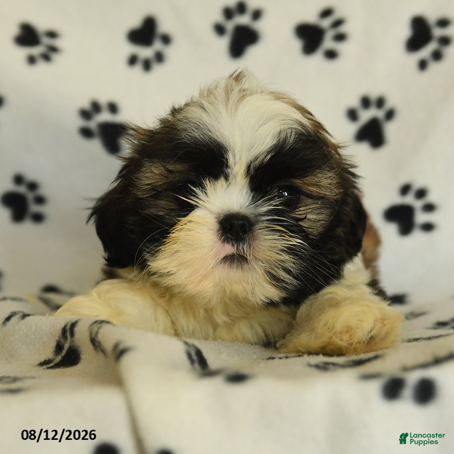 Shih Tzu dogs Moose - Ad 2