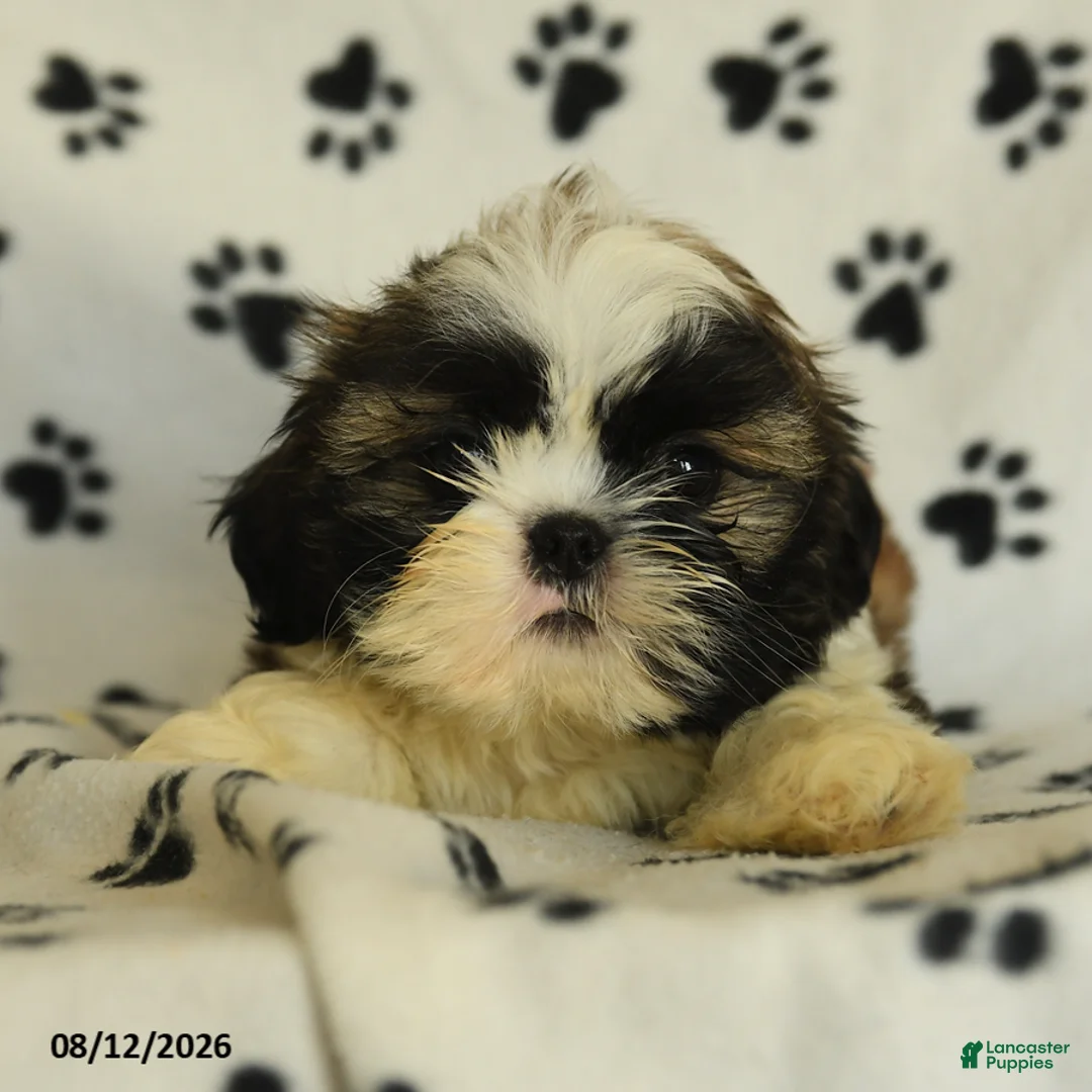 Shih Tzu dogs for sale: Moose - Ad 2