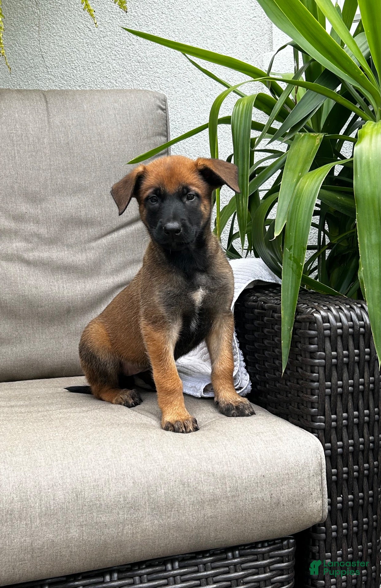 Belgian Malinois dogs Brooke - Ad 1