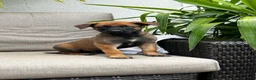 Belgian Malinois dogs for sale: Brooke - Ad 1