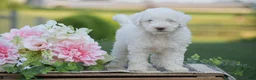 Mini Goldendoodle dogs for sale: Rachel (F1B) - Ad 2