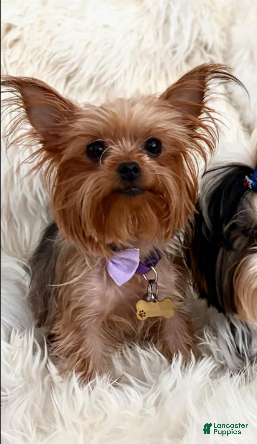 Yorkshire Terrier dogs for sale: Posey - Yorkshire Terrier Puppy 3 - Ad 2