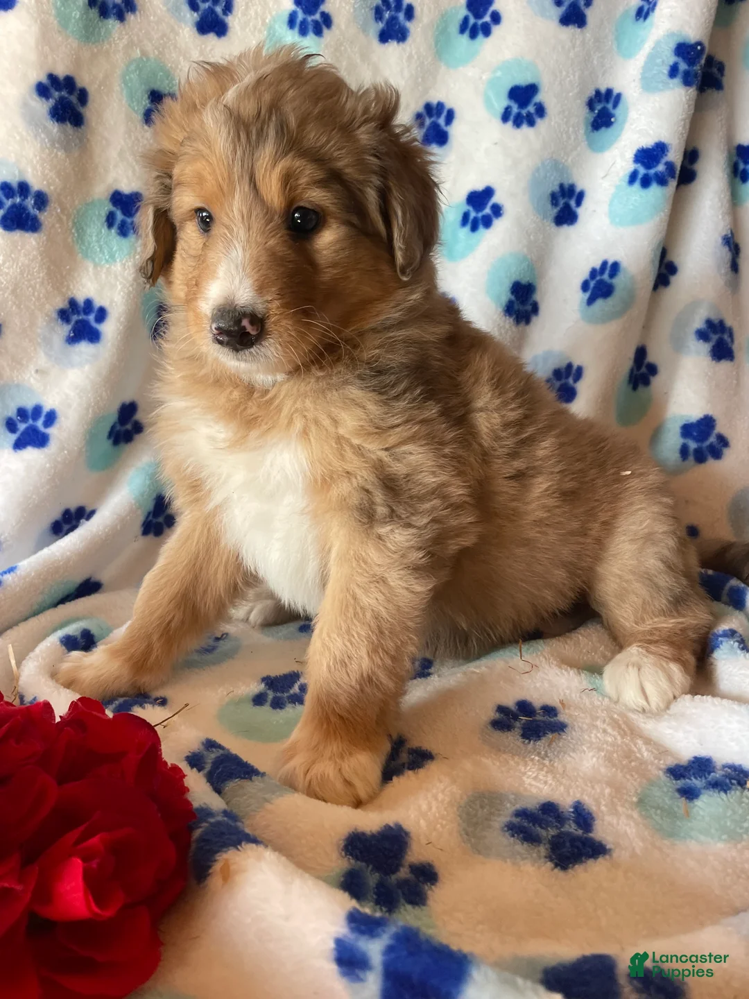 Mixed Breed dogs for sale: Lassie - Ad 1