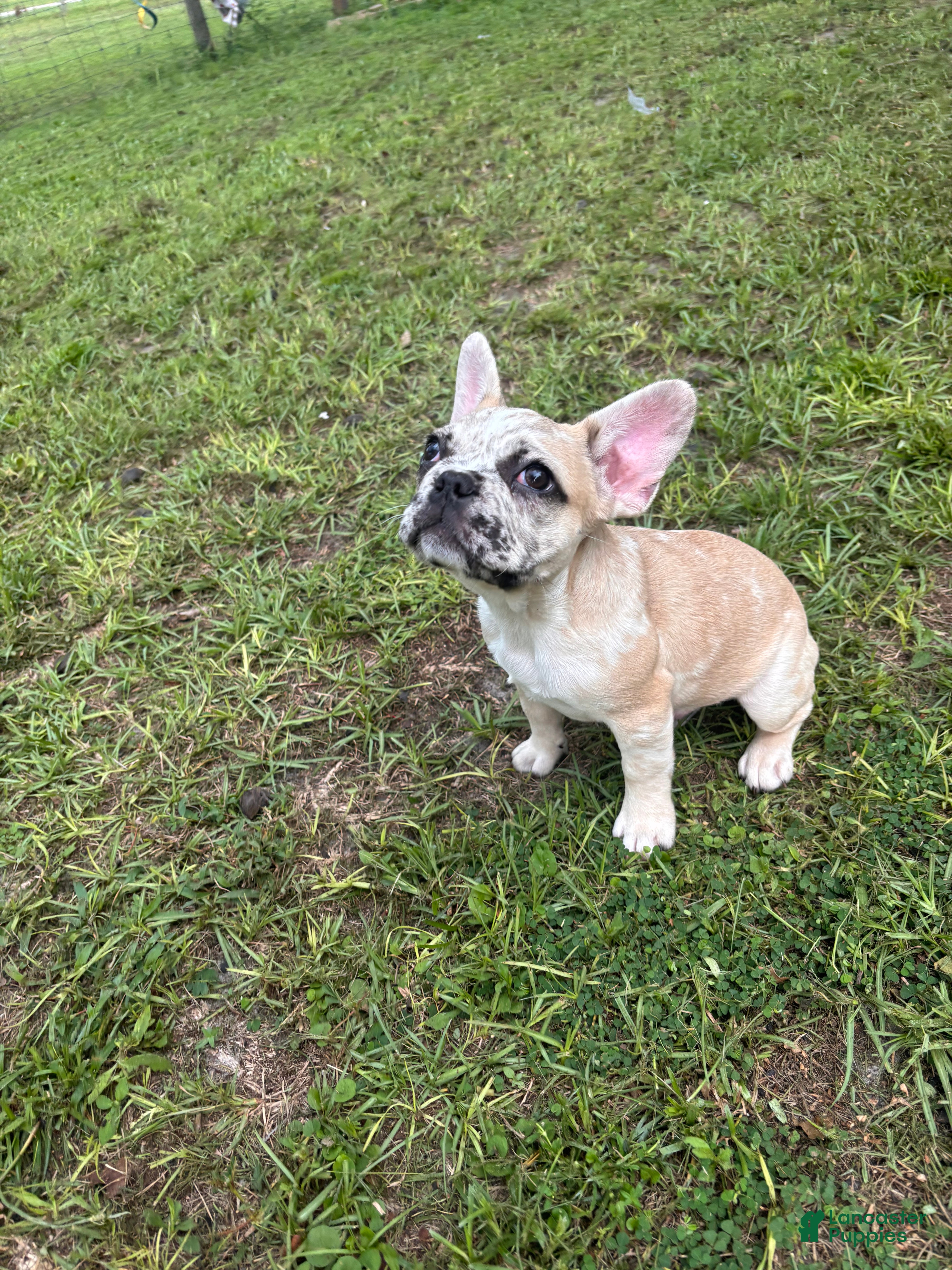 French Bulldog dogs Chip  - Ad 2