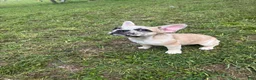 French Bulldog dogs for sale: Chip  - Ad 2
