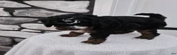 Mini Bernedoodle dogs for sale: Cody - Ad 7