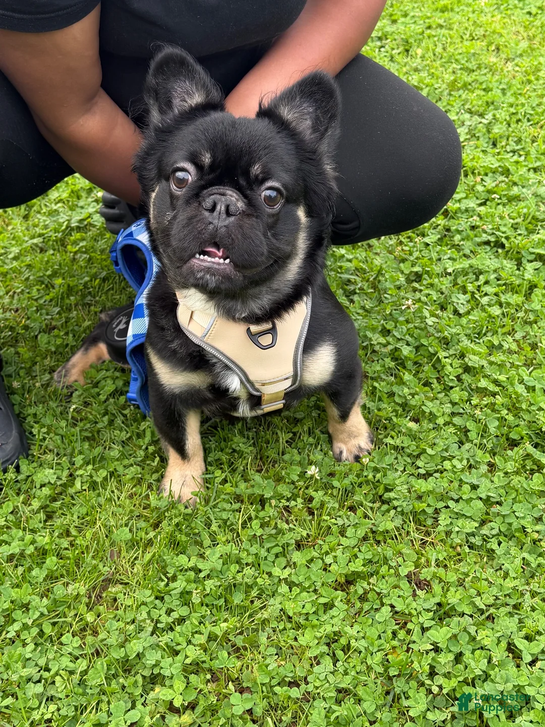 French Bulldog dogs for sale: French Bulldog 1 - Ad 2