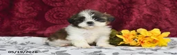 Shih Tzu dogs for sale: Stormy - Ad 2