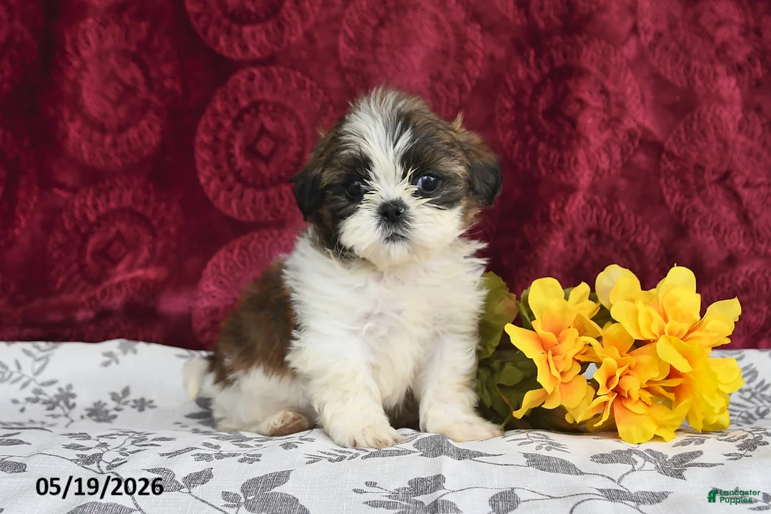 Shih Tzu dogs for sale: Stormy - Ad 2