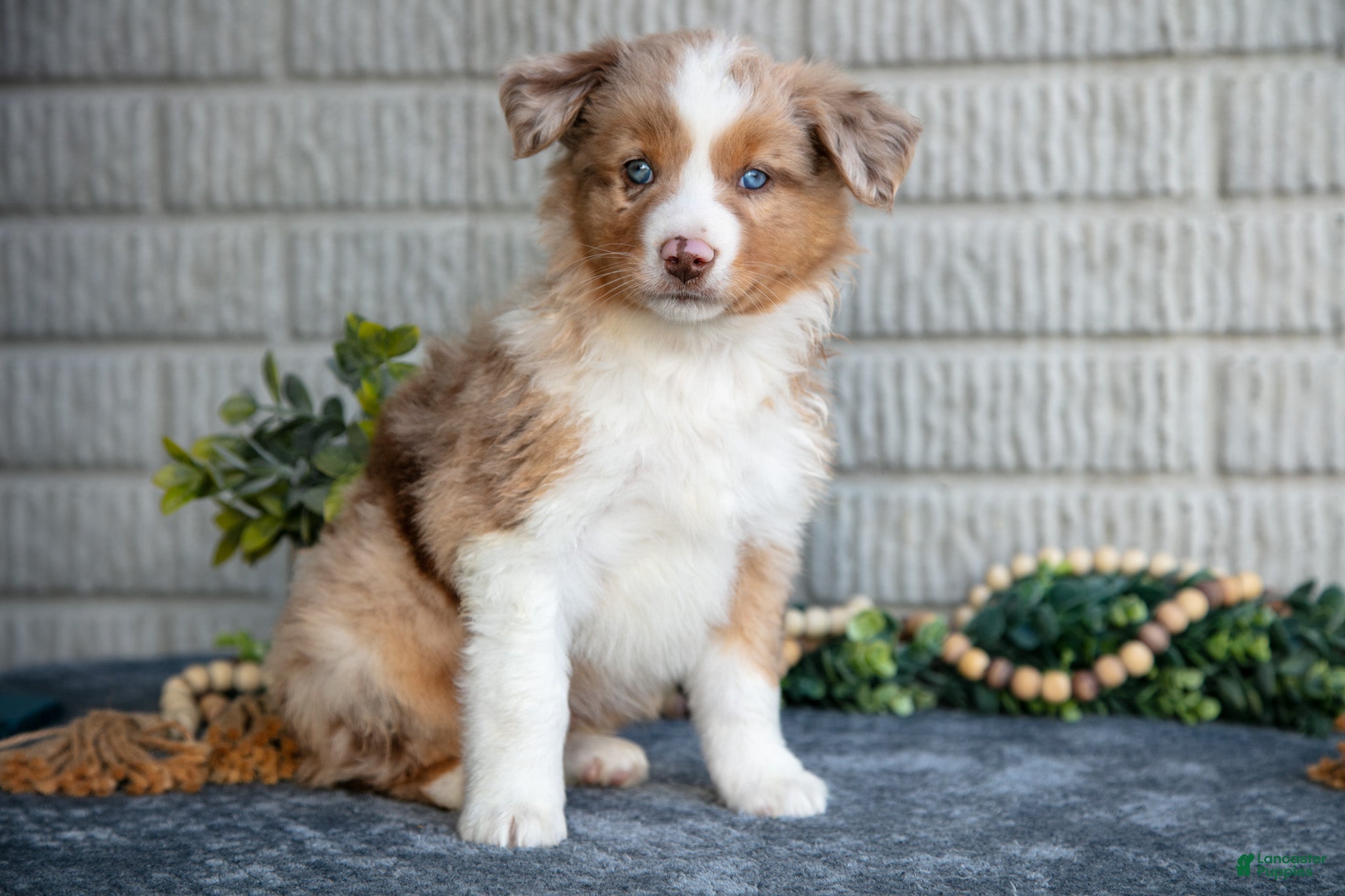 Miniature Australian Shepherd dogs Tank - Ad 3