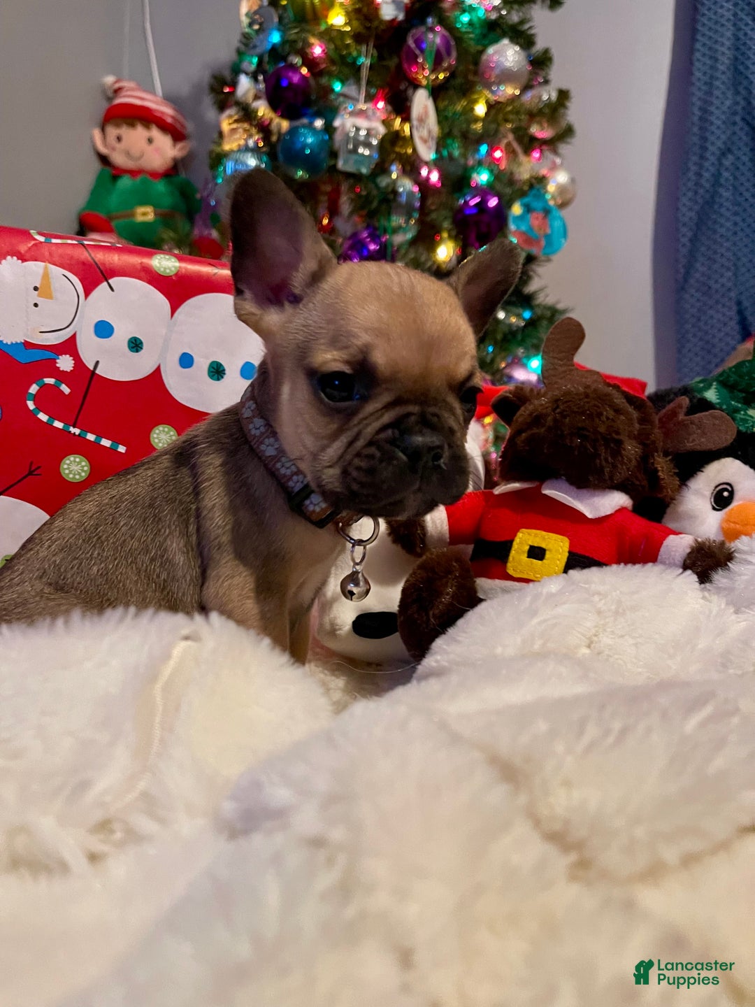 French Bulldog dogs for sale: Toffee - Ad 3