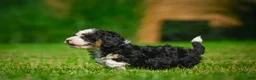 Bernedoodle dogs for sale: Ace - Ad 6