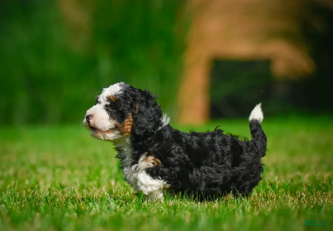 Bernedoodle dogs for sale: Ace - Ad 6