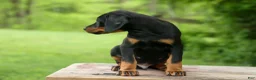 Doberman Pinscher dogs for sale:  Domino (Black Rust)🖤🐾 - Ad 7