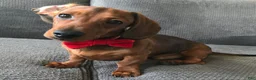 Miniature Dachshund dogs for sale: Marco - Ad 1