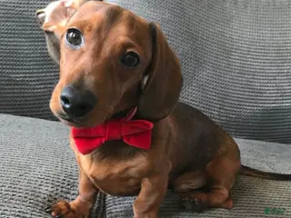 Miniature Dachshund dogs Marco - Ad 17