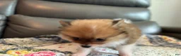 Pomeranian dogs for sale: Bella - Ad 5