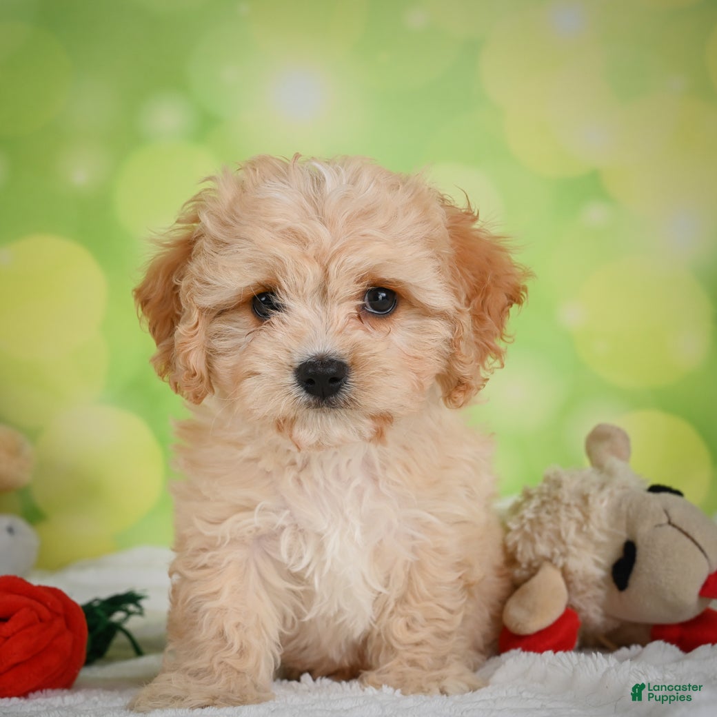 Cavachon dogs Lonnie - Ad 1