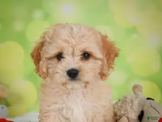 Cavachon dogs for sale: Lonnie - Ad 3
