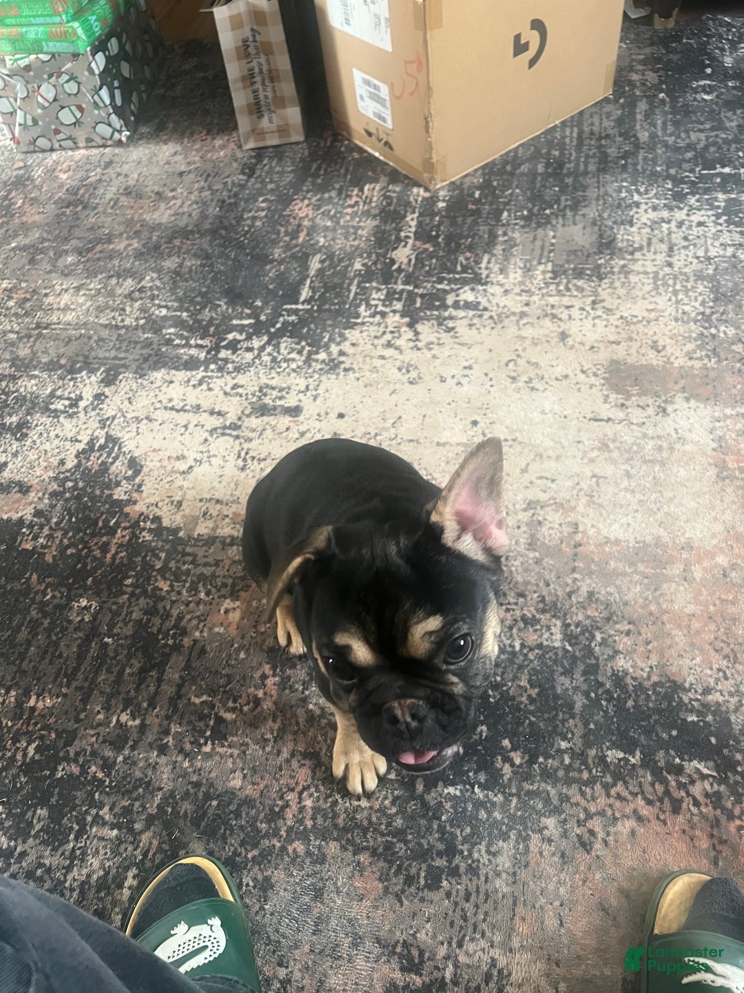 French Bulldog dogs for sale: Phoenix  - Ad 4