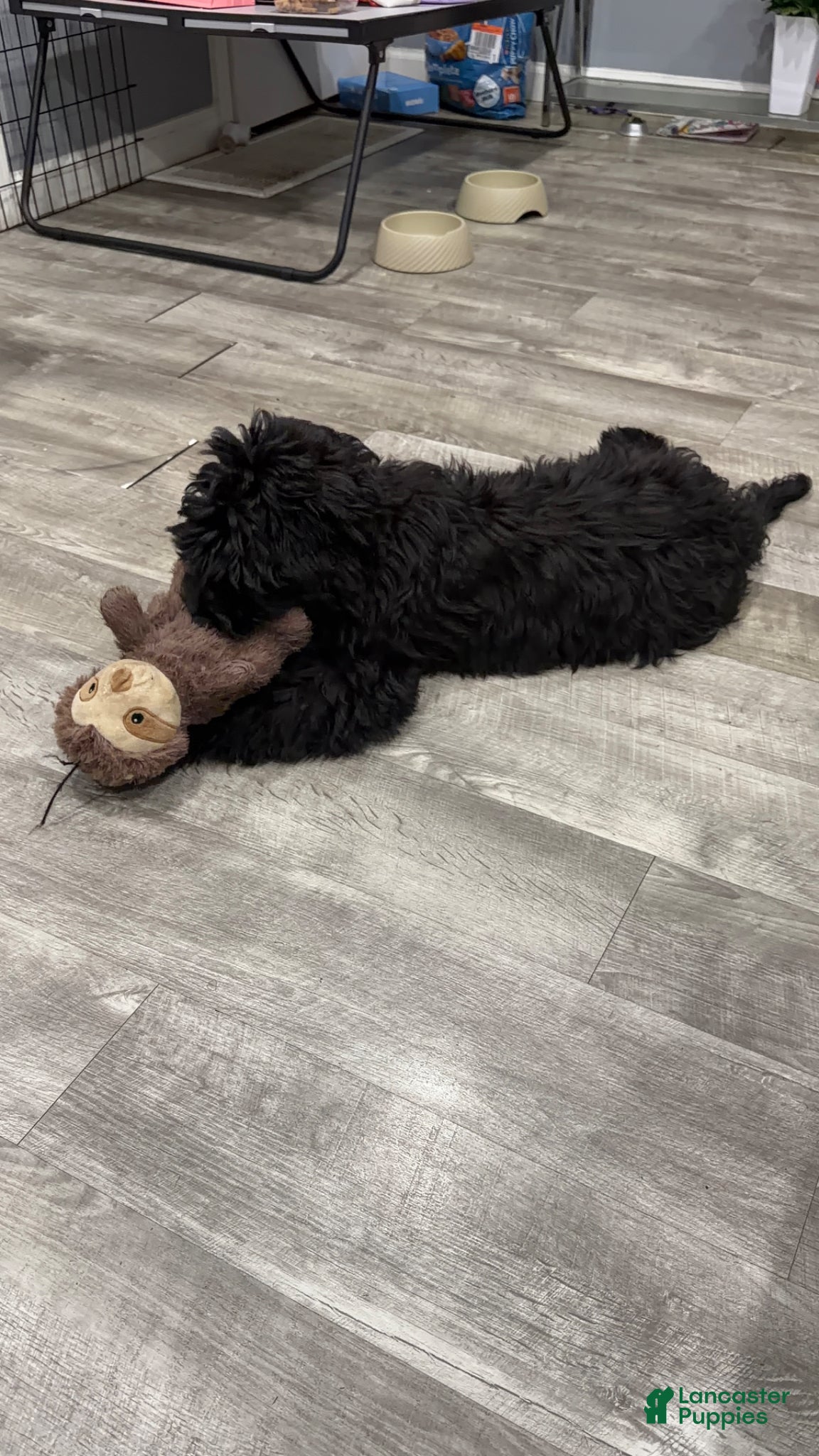 Aussiedoodle dogs Aussiedoodle Puppy 1 - Ad 18