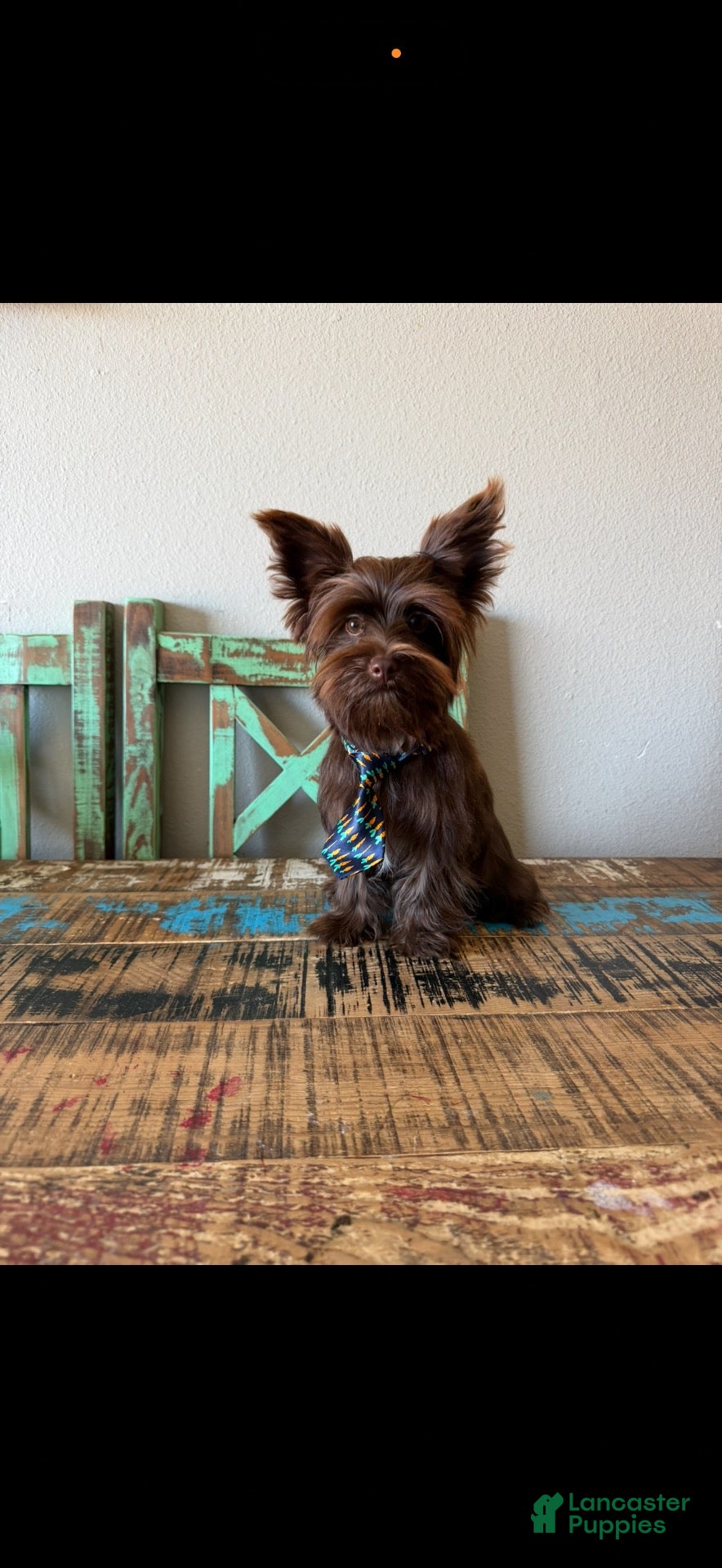 Yorkshire Terrier dogs KB Chocolate Boy Rocky - Ad 1