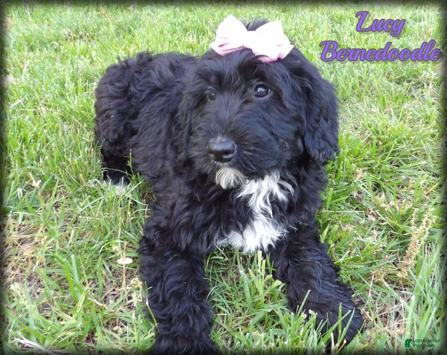 Bernedoodle dogs Lucy - Ad 1