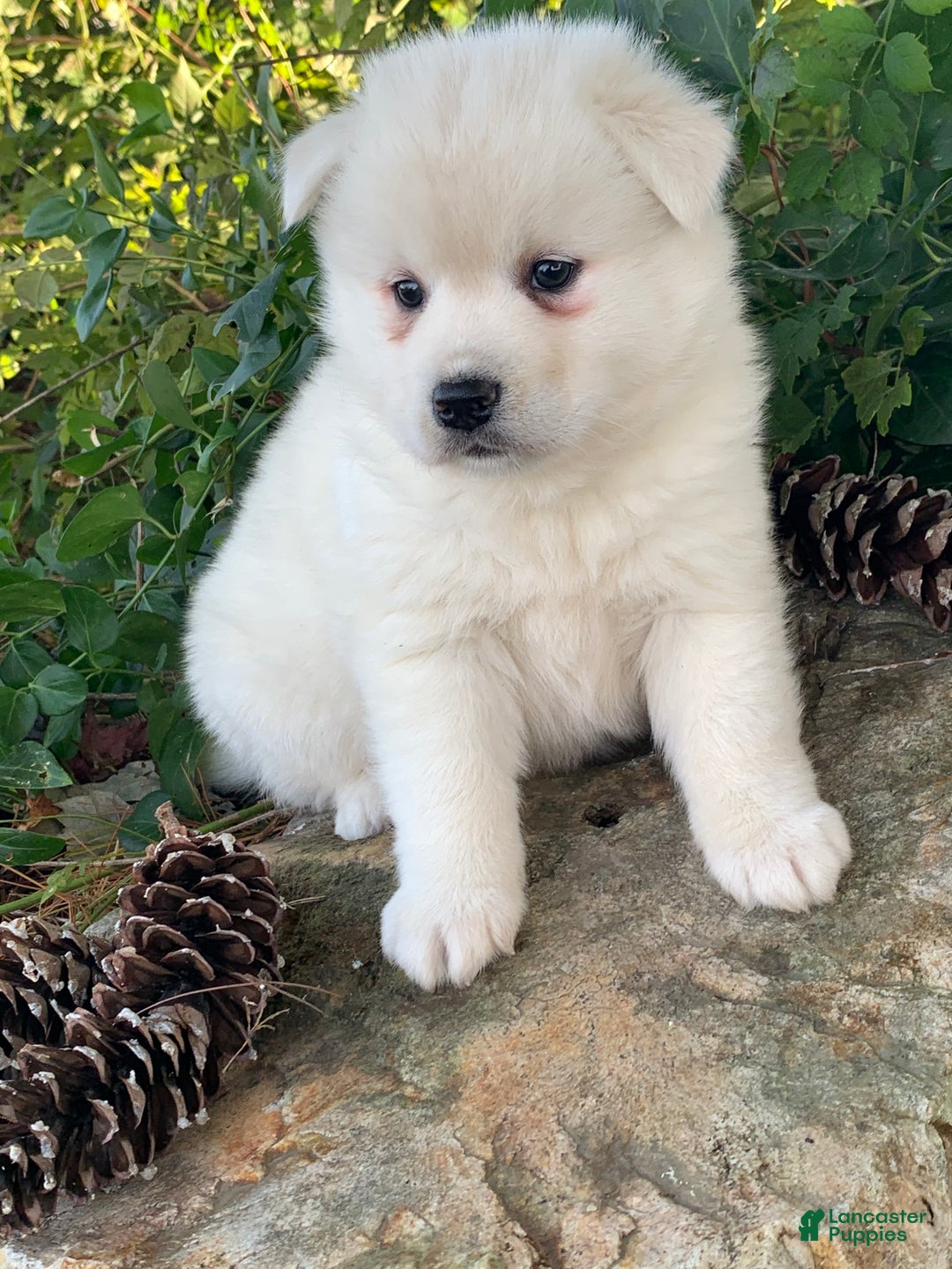 Alaskan Klee Kai dogs for sale: Winter~ Gorgeous Loving Boy~!!! - Ad 4