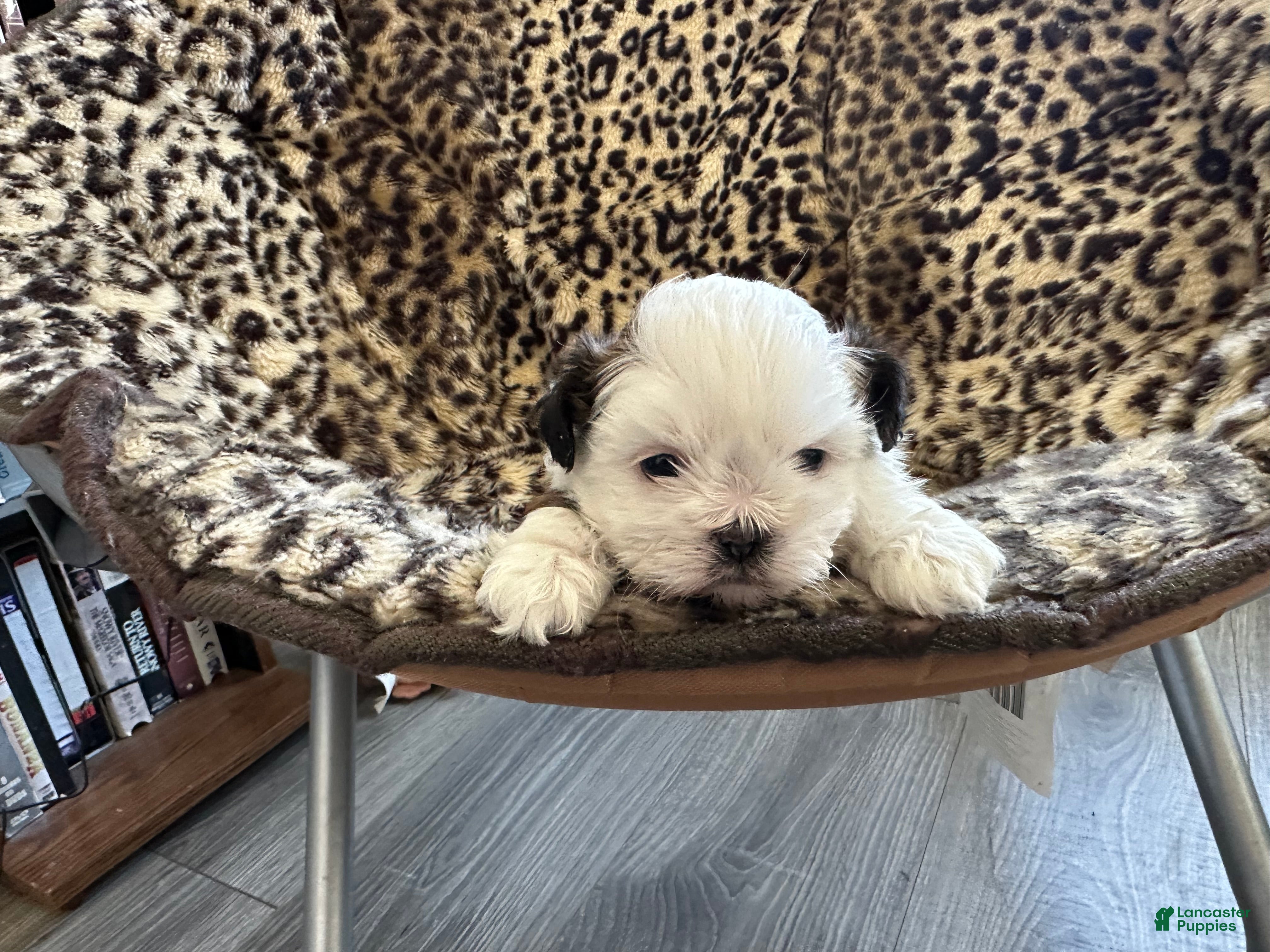 Shih Tzu dogs for sale: Shih Tzu Puppy 1 - Ad 1