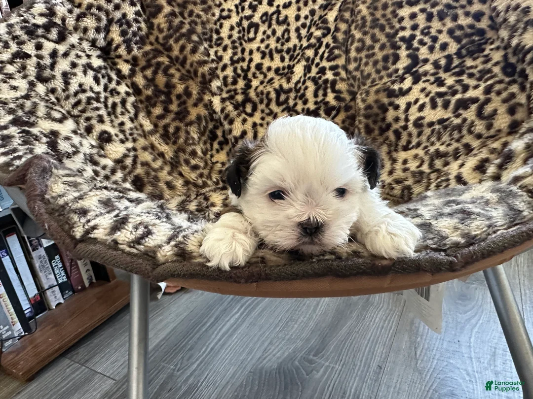 Shih Tzu dogs for sale: Shih Tzu Puppy 1 - Ad 1