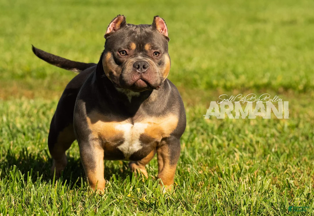 American Bully dogs for sale: Blue Tri Female (Speckles) - Ad 8