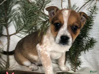 Mixed Breed dogs Mixed Breed Puppy 7 - Ad 12