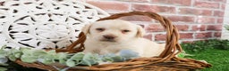 Labrador Retriever dogs for sale: Bellamy - Ad 1