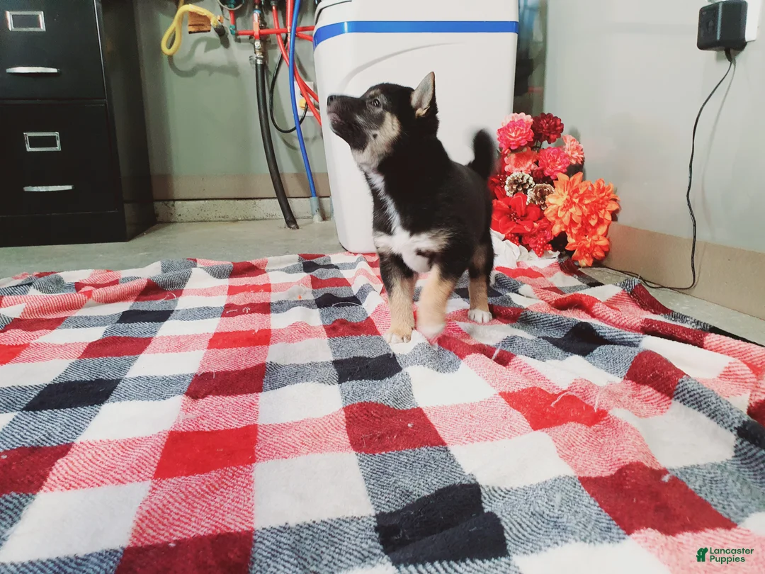 Shiba Inu dogs for sale: Buddy  - Ad 2