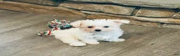 Maltese dogs for sale: Teacup Tenley - Ad 4