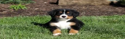 Bernese Mountain Dog dogs for sale: Jewel - Ad 4