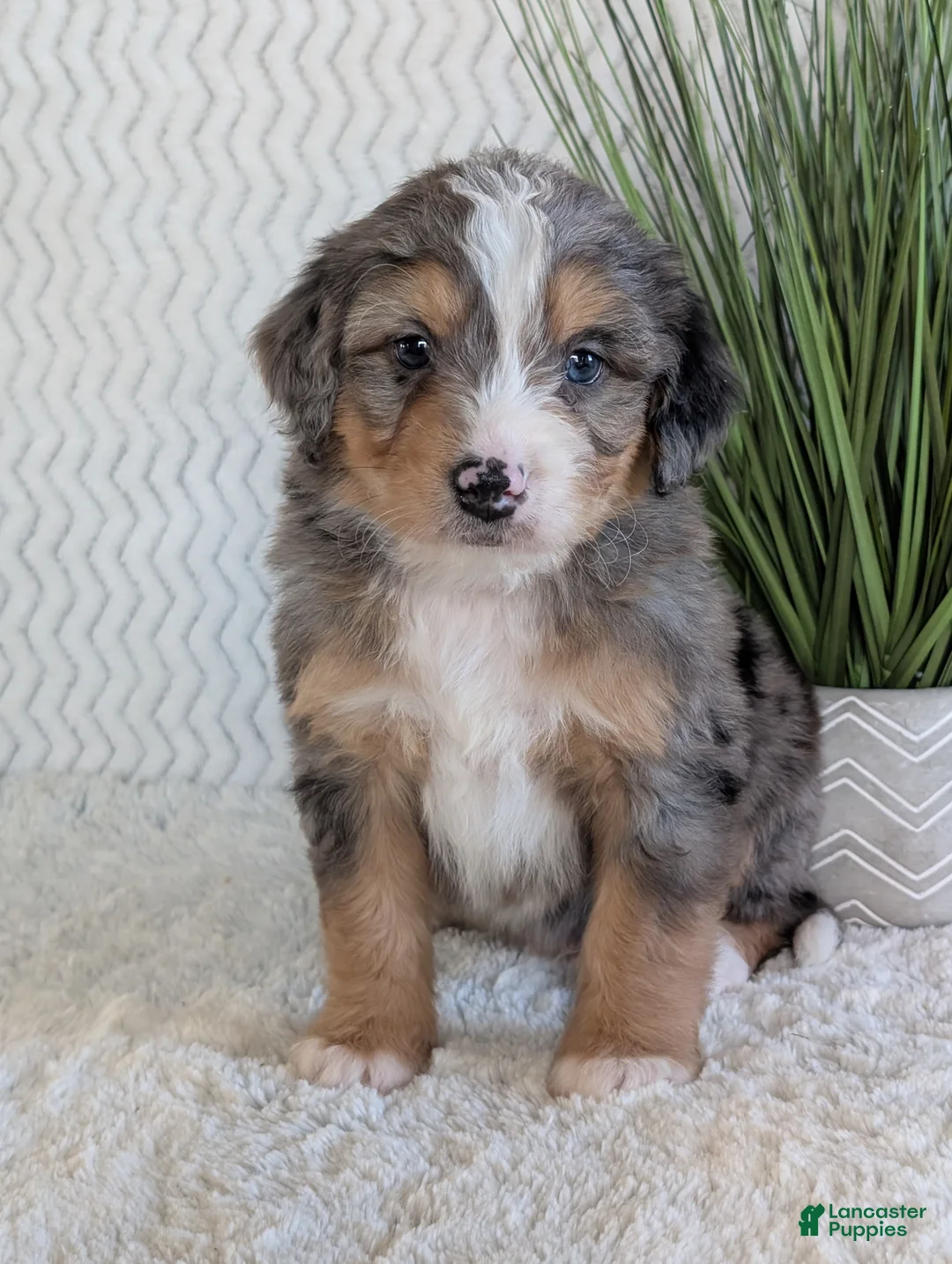 Mini Bernedoodle dogs for sale: Mini Niko  - Ad 4