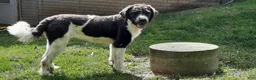 Saint Berdoodles dogs for sale: Gemma - Ad 4