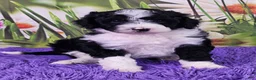 Mini Sheepadoodle dogs for sale: Cole - Ad 1
