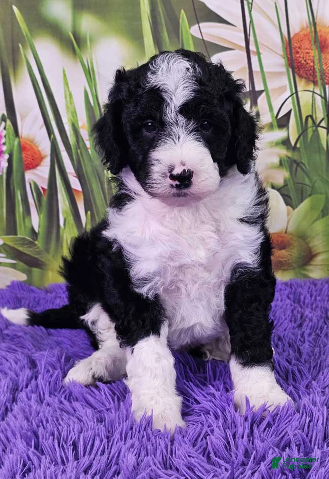 Mini Sheepadoodle dogs for sale: Cole - Ad 1